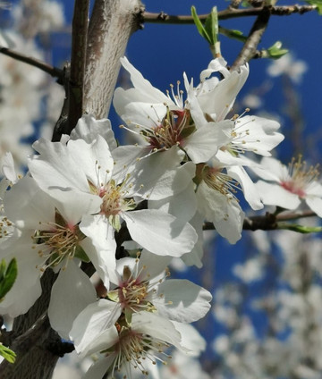 Ermita del Cerrillo-Galapagar必去景点