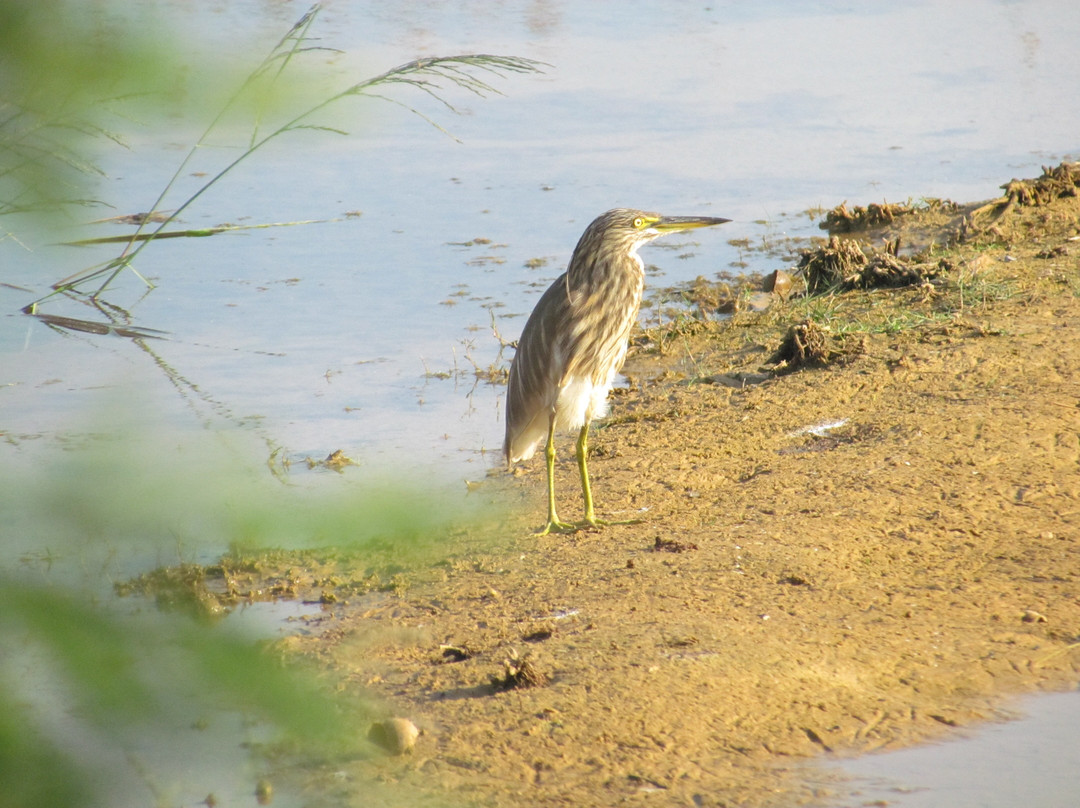 Pulicat Bird Sanctuary景点图片