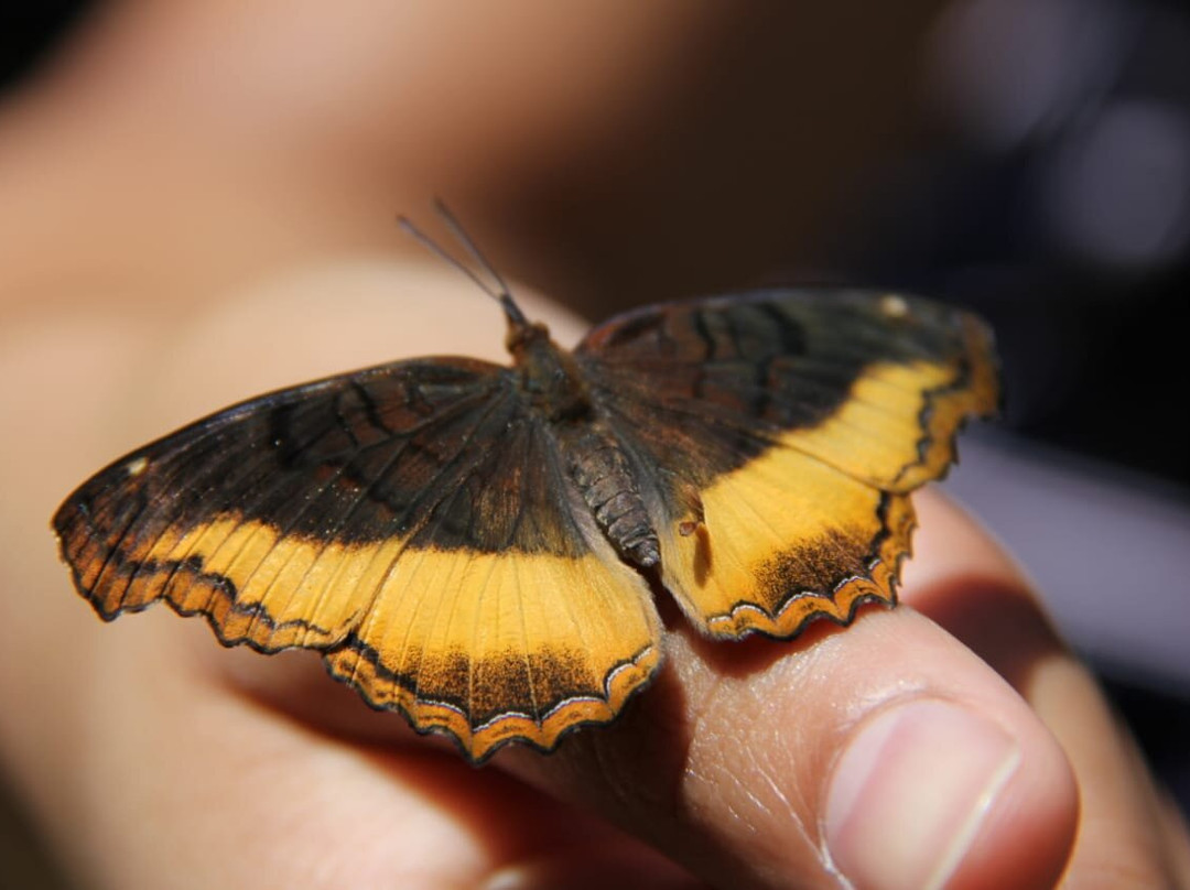 Butterfly Farm景点图片