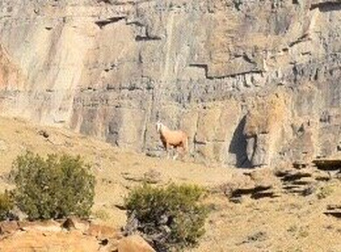 The Little Book Cliffs Wild Horse Area-大章克申必去景点