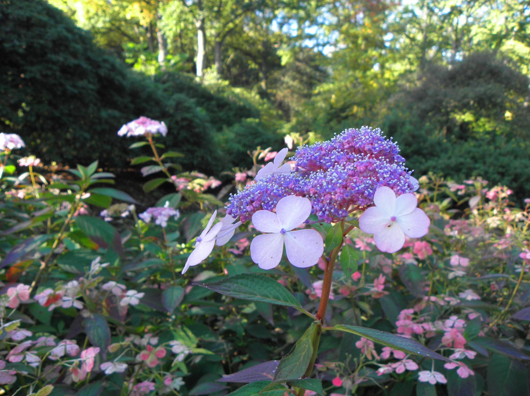 Rhododendron-Park Bremen-不莱梅必去景点