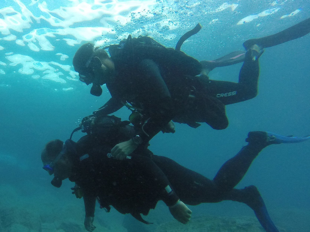 Delphinus Diving School-莫干港必去景点