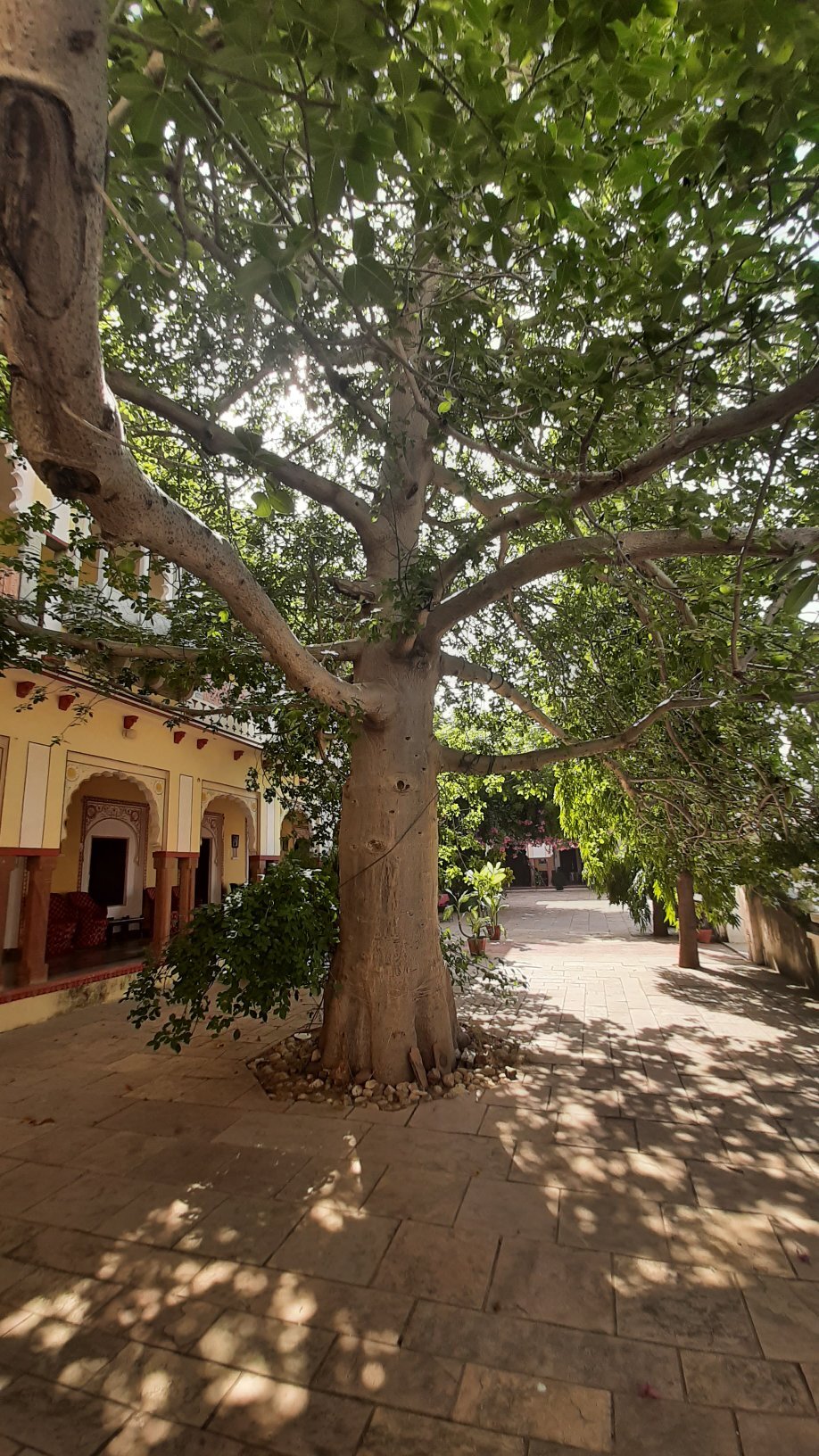 Bassi Fort Palace-官方