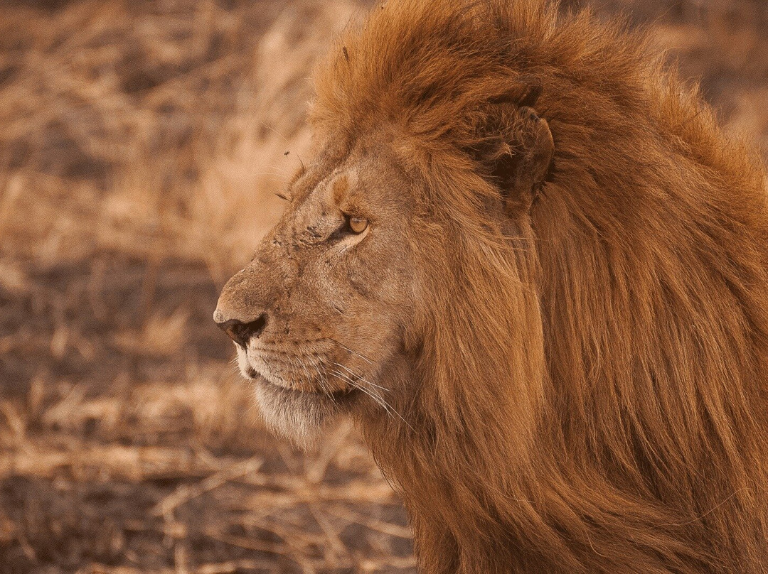 Safari Desire景点图片