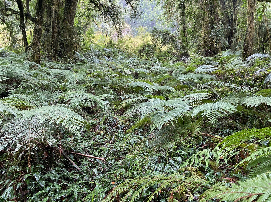 Parque Tagua Tagua-Cochamo必去景点