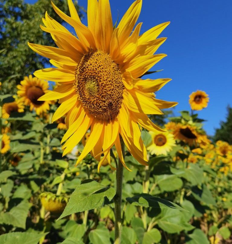 Green House B&B主图