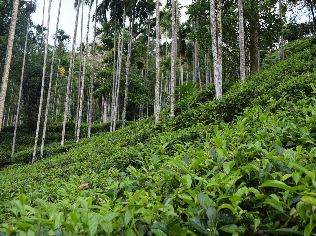 Sumanagira Estate Camping-Yatiyantota必去景点