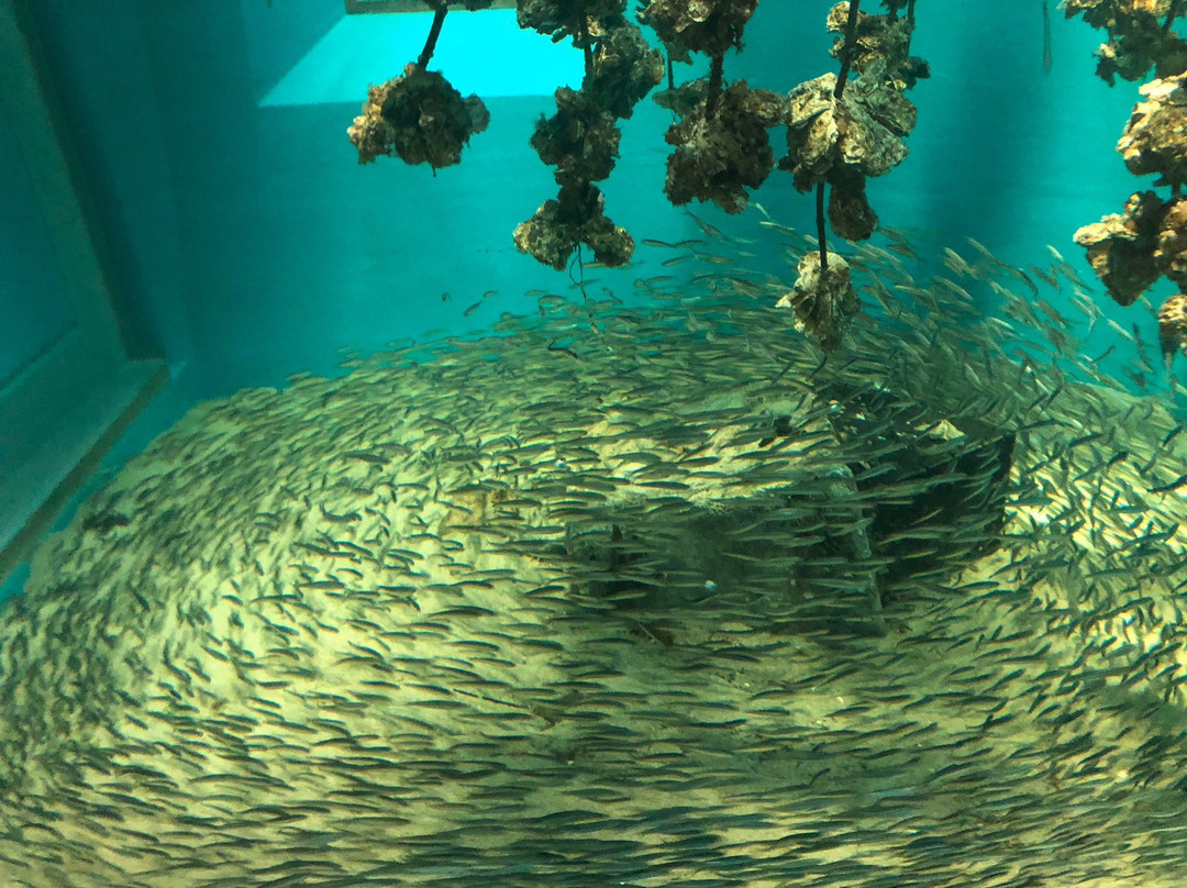 Miyajima Public Aquarium-廿日市市必去景点