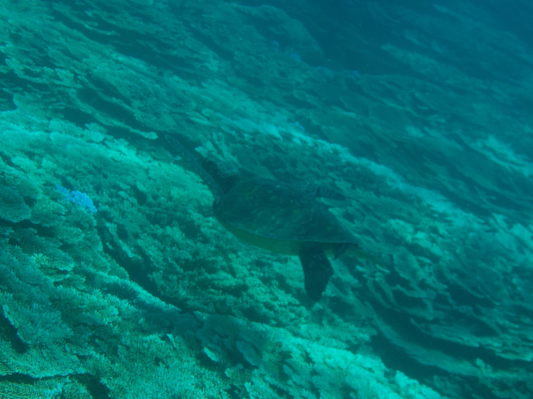 Ocean Boulevard-八丈岛必去景点