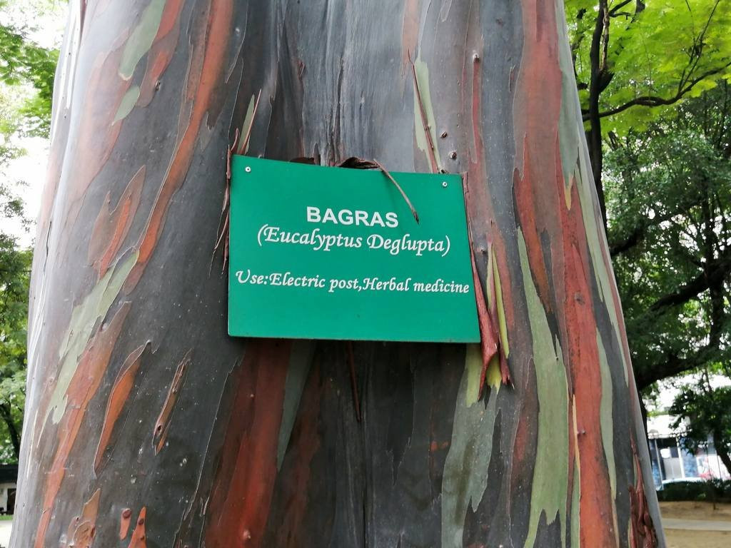 Washington SyCip Park-马卡蒂必去景点