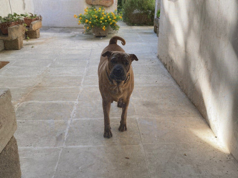 Giardino Nascosto主图