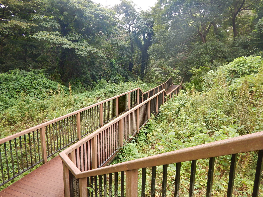 Koajiro Forest-三浦市必去景点