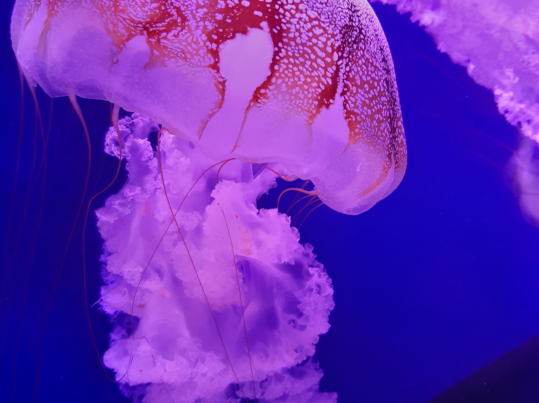 Jellyfish Museum-基辅必去景点