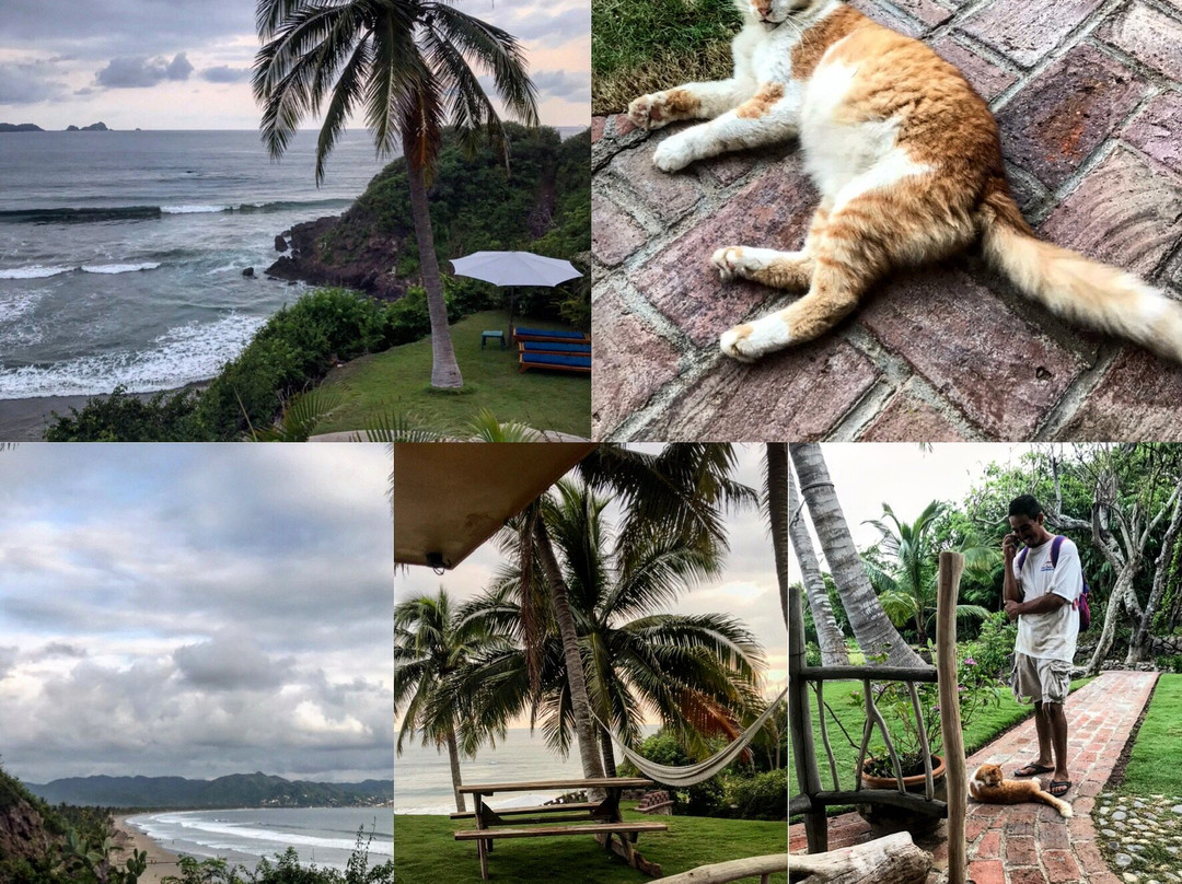 Coconuts by the Sea主图