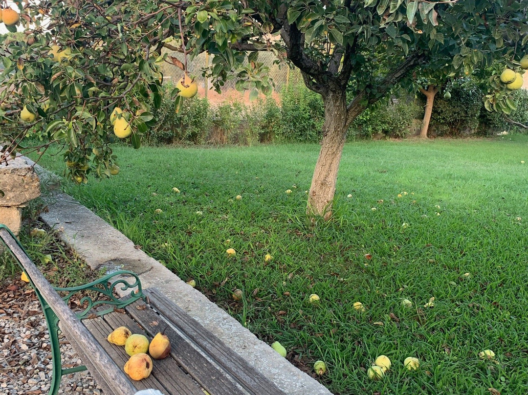 Les Bougainvillees主图