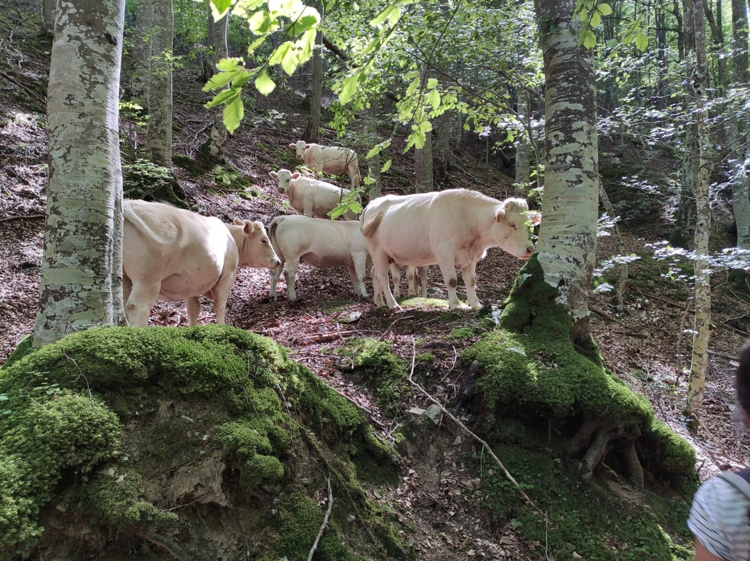 Silvestres-艾斯卡拉伊必去景点