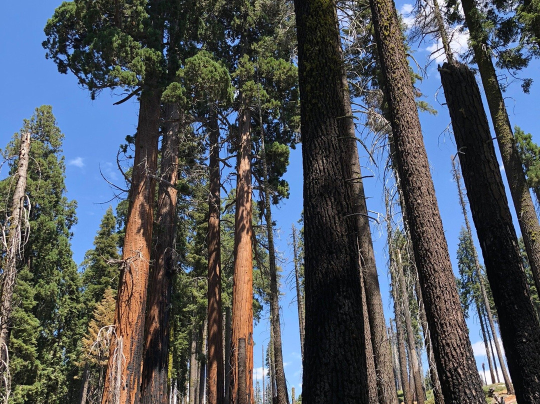Crescent Meadow Loop-红杉&国王峡谷国家公园必去景点