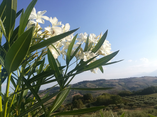 Domus Petrae B&B - Villa Tipaldi主图