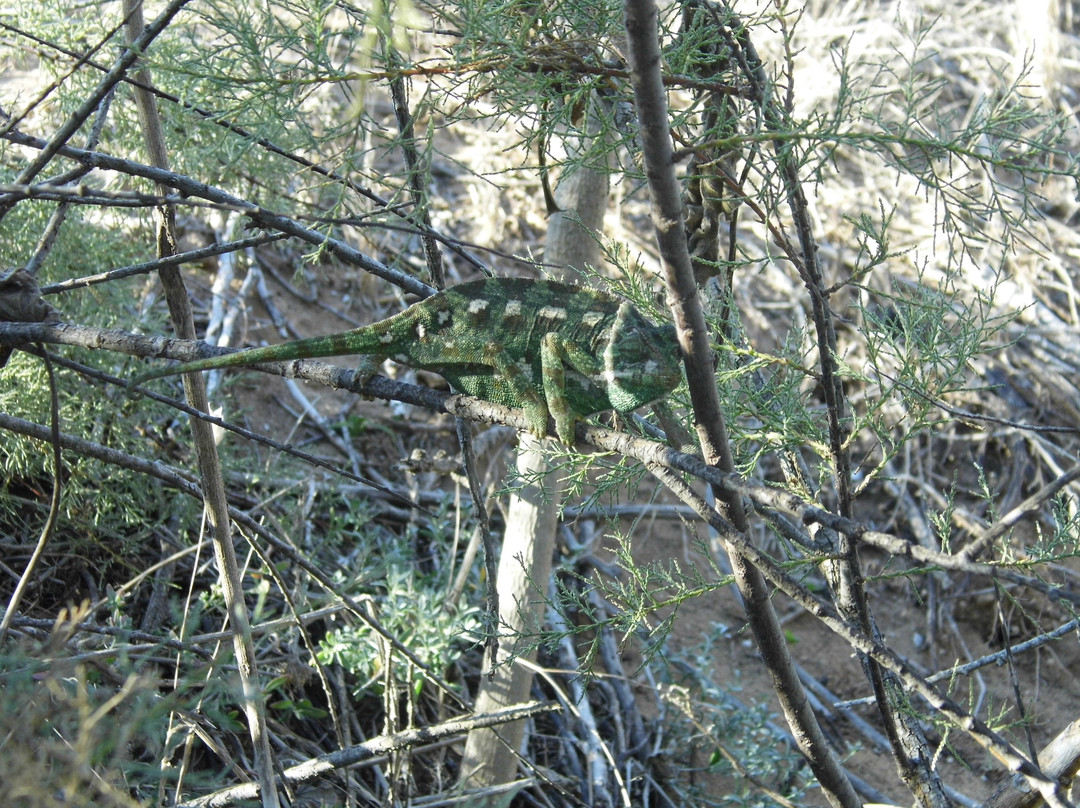 Għadira Nature Reserve景点图片