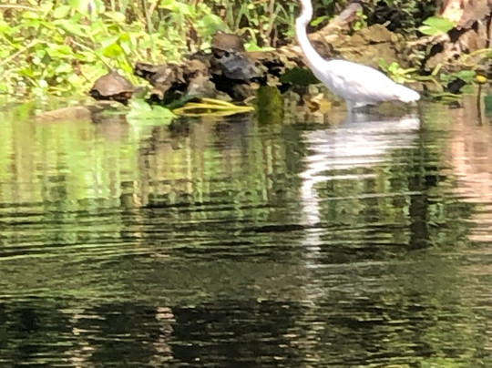 Discovery Kayak Tours-奥卡拉必去景点