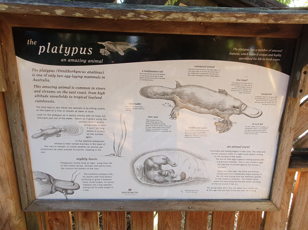 Yungaburra Platypus Viewing Platform-Yungaburra必去景点