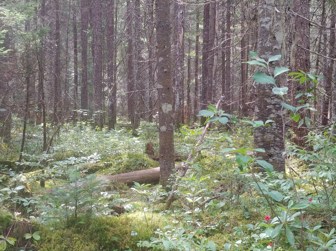 Réserve faunique du st-Maurice-Trois Rives必去景点