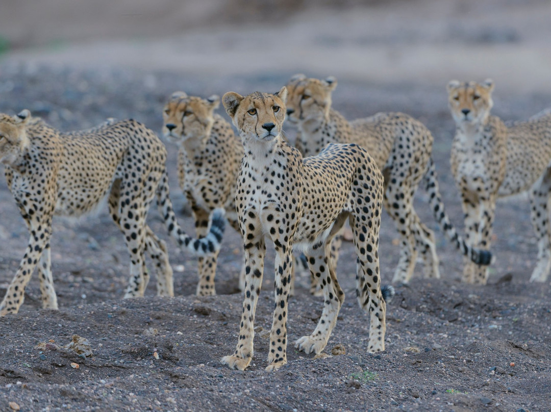 Mashatu Euphorbia Villas主图