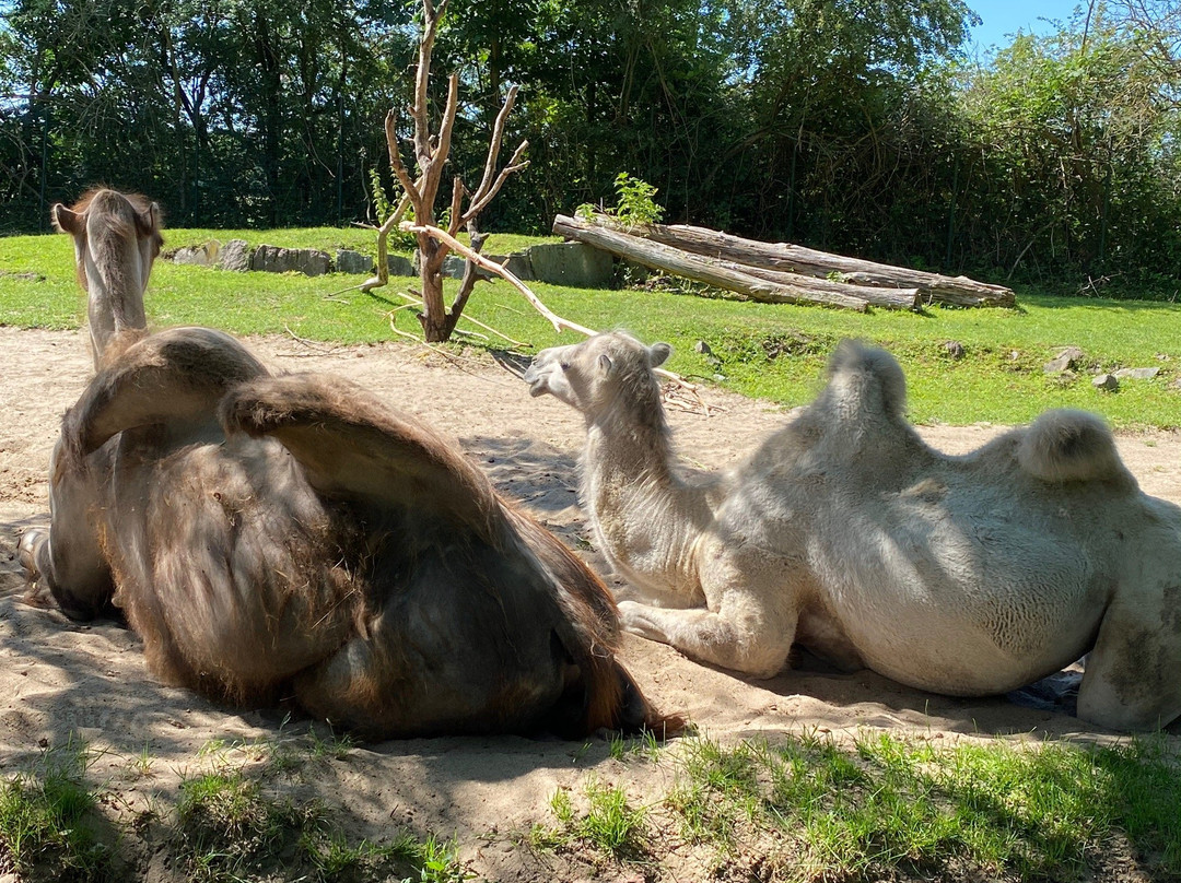Tierpark Hamm景点图片