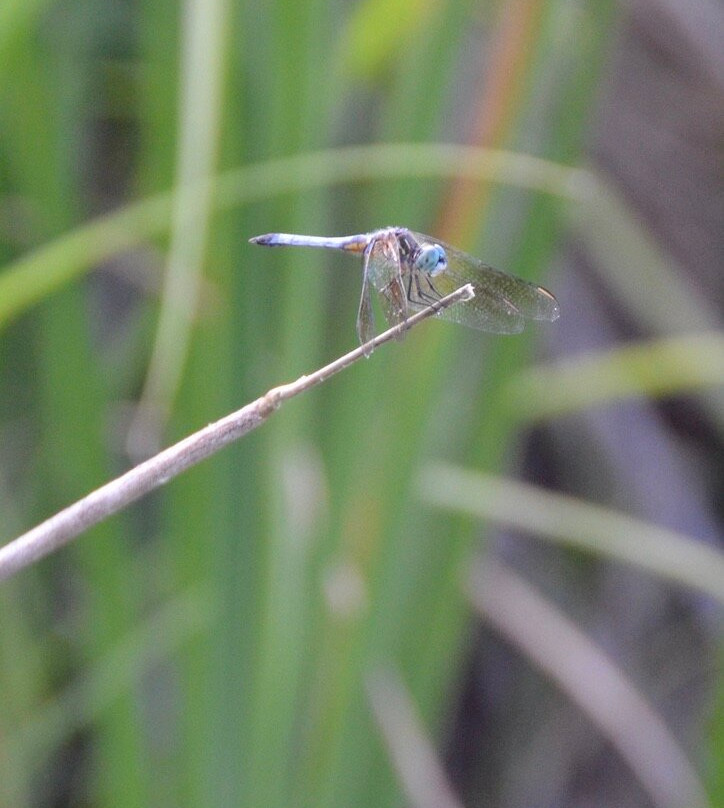 Tiny Marsh Provincial Wildlife Area景点图片