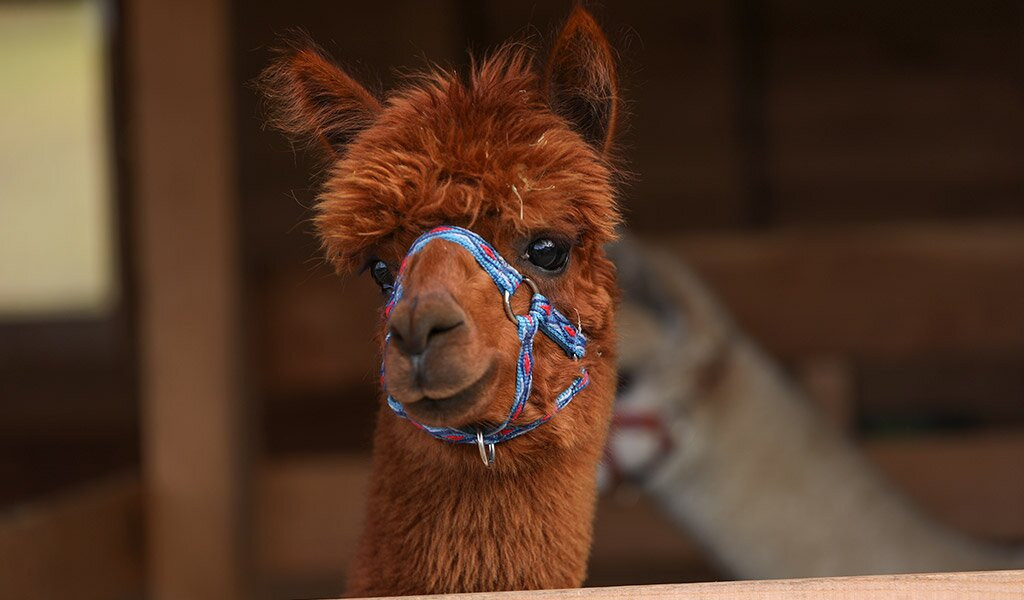 Happy Alpaca-Lachowice必去景点