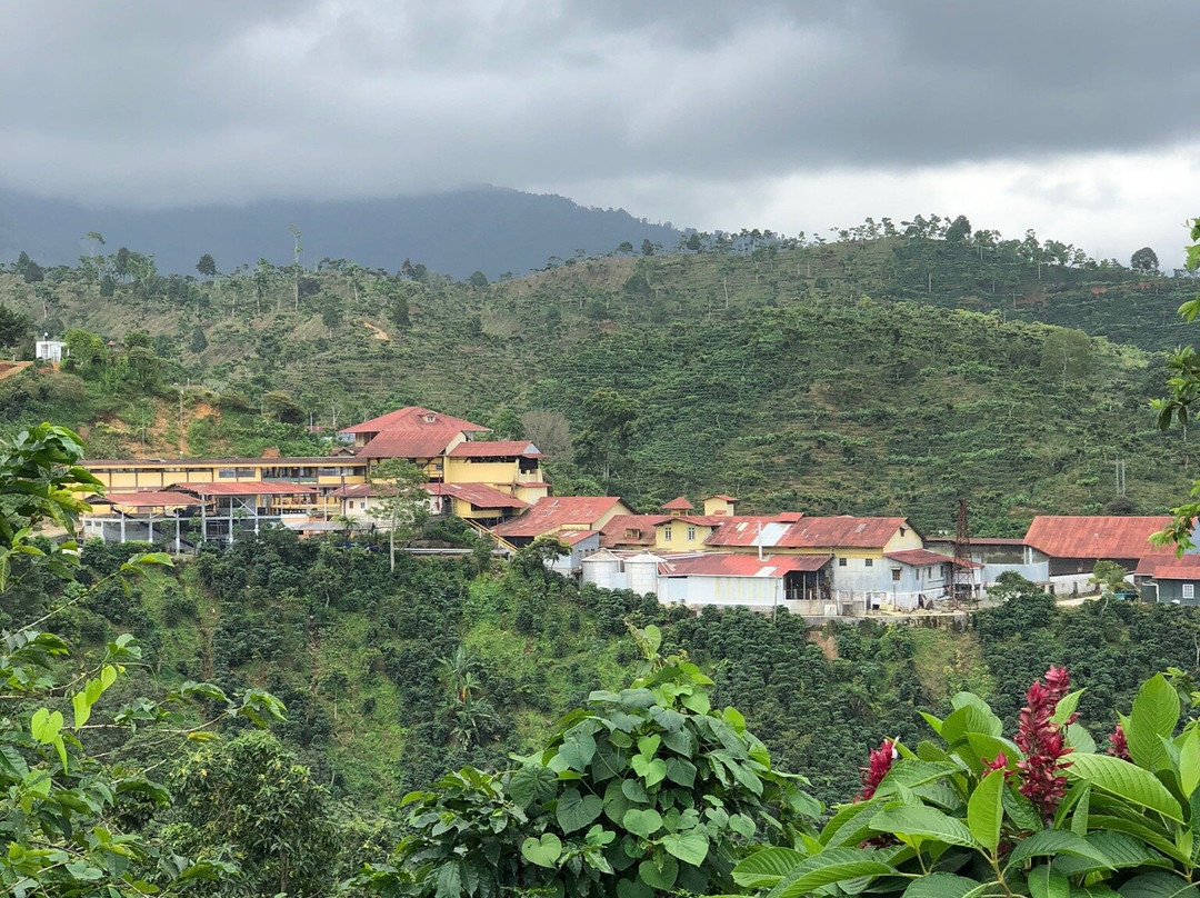 Finca Hamburgo La Ruta del Cafe主图