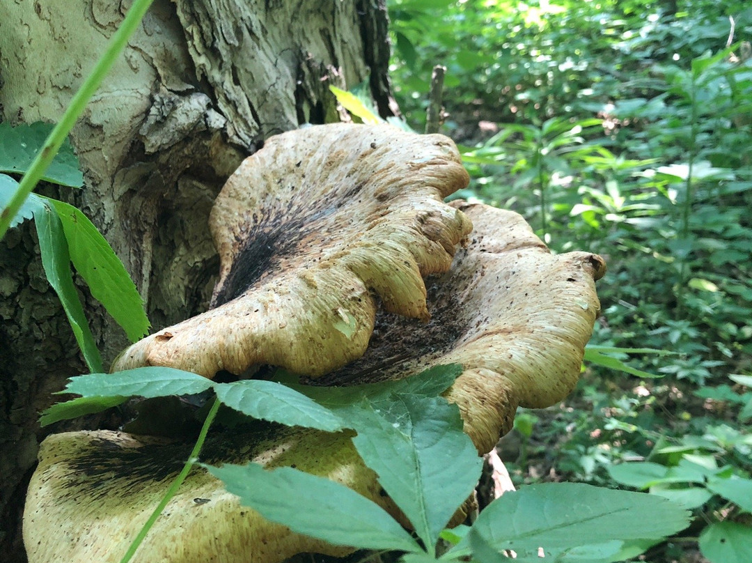 Strawtown Koteewi Park and The Taylor Center of Natural History-Noblesville必去景点
