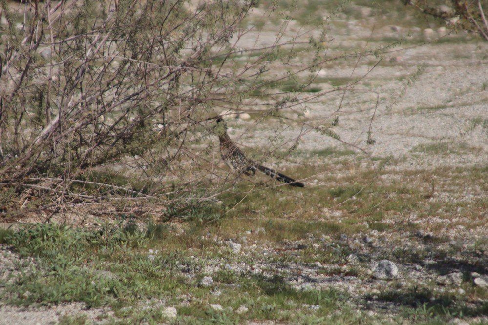 Fred Wolff Bear Creek Nature Preserve-拉金塔必去景点