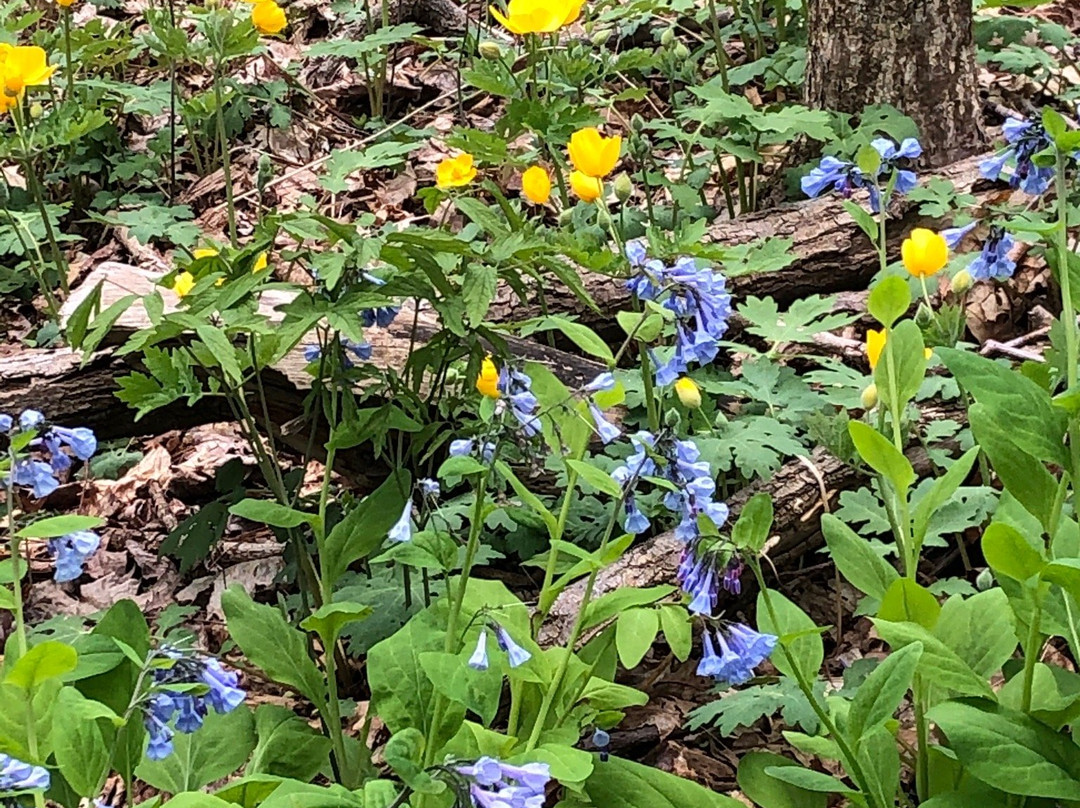 Acton Arboretum-Acton必去景点