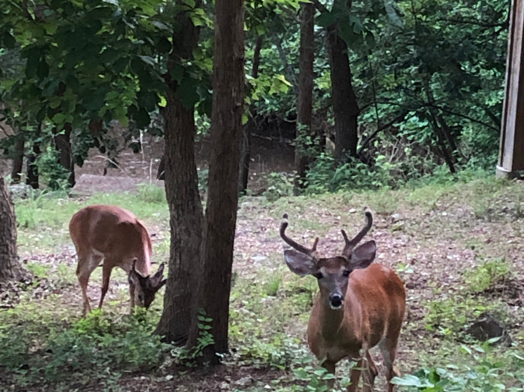 Treetop Village主图