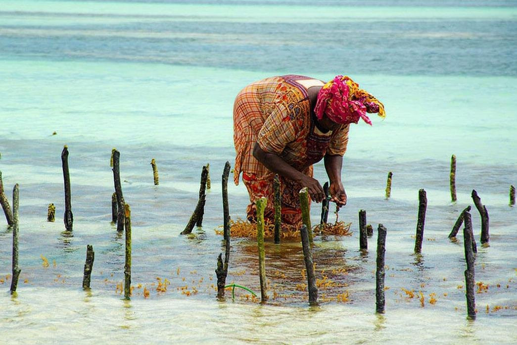 Tripsbetter  Travel-桑给巴尔岛必去景点