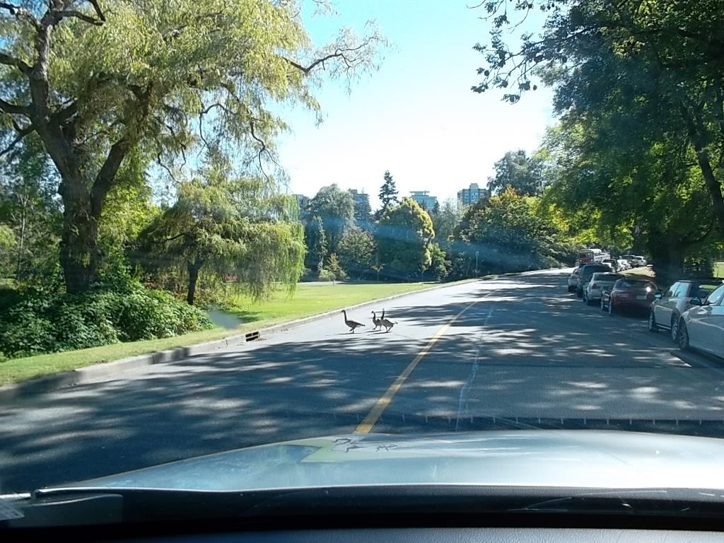 Capilano River Regional Park-北温哥华必去景点