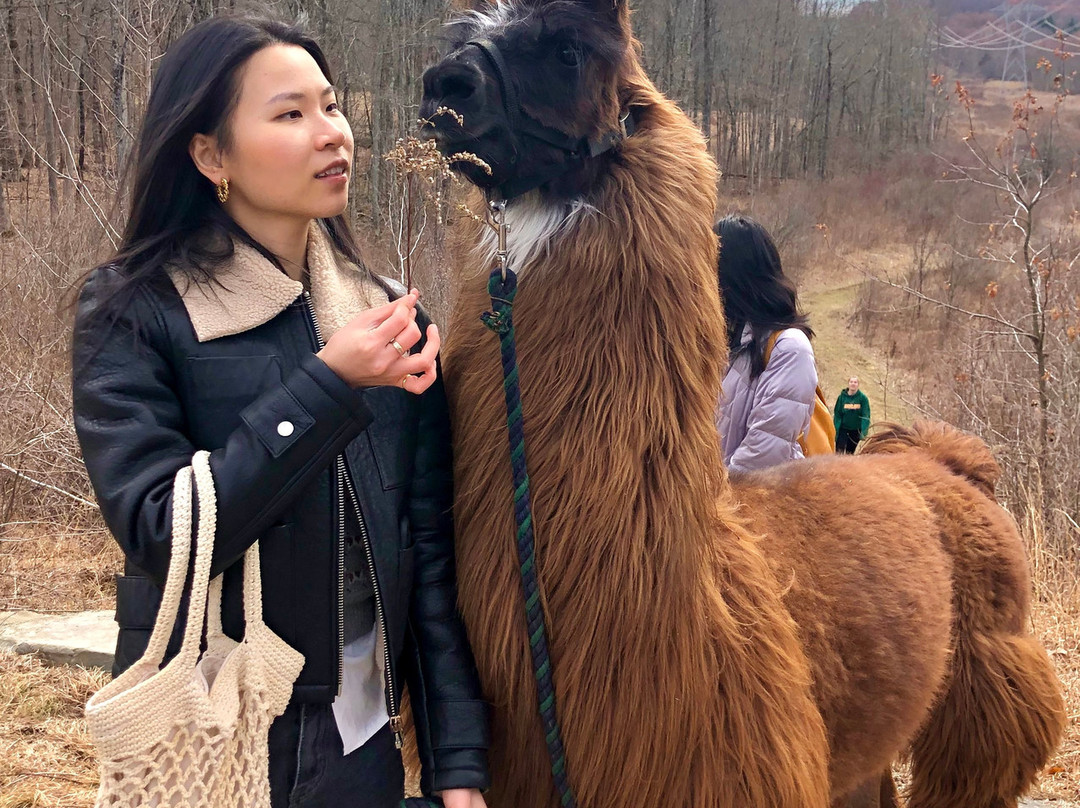 Clover Brooke Farm Llama Alpaca Hikes-海德公园必去景点