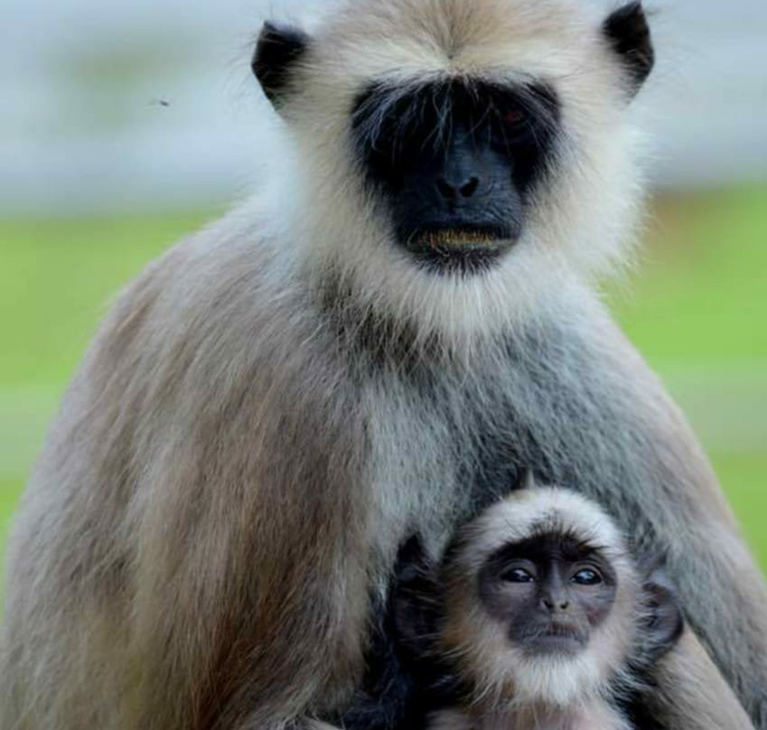 Suresh Travel Sri Lanka-哈巴拉杜瓦必去景点