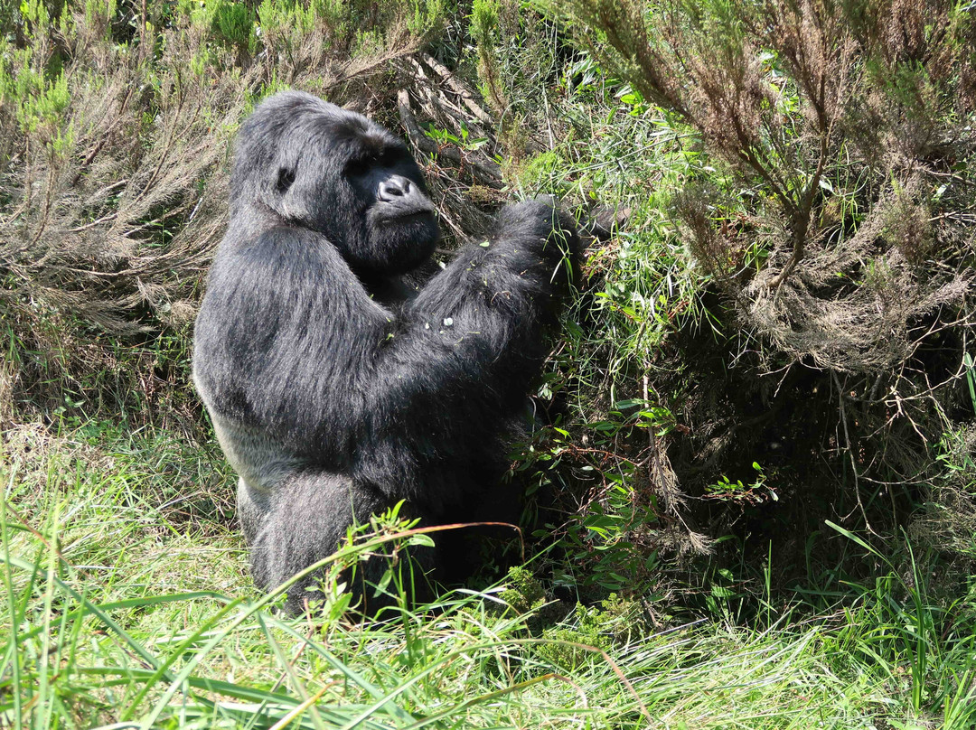 Mgahinga Gorilla National Park景点图片