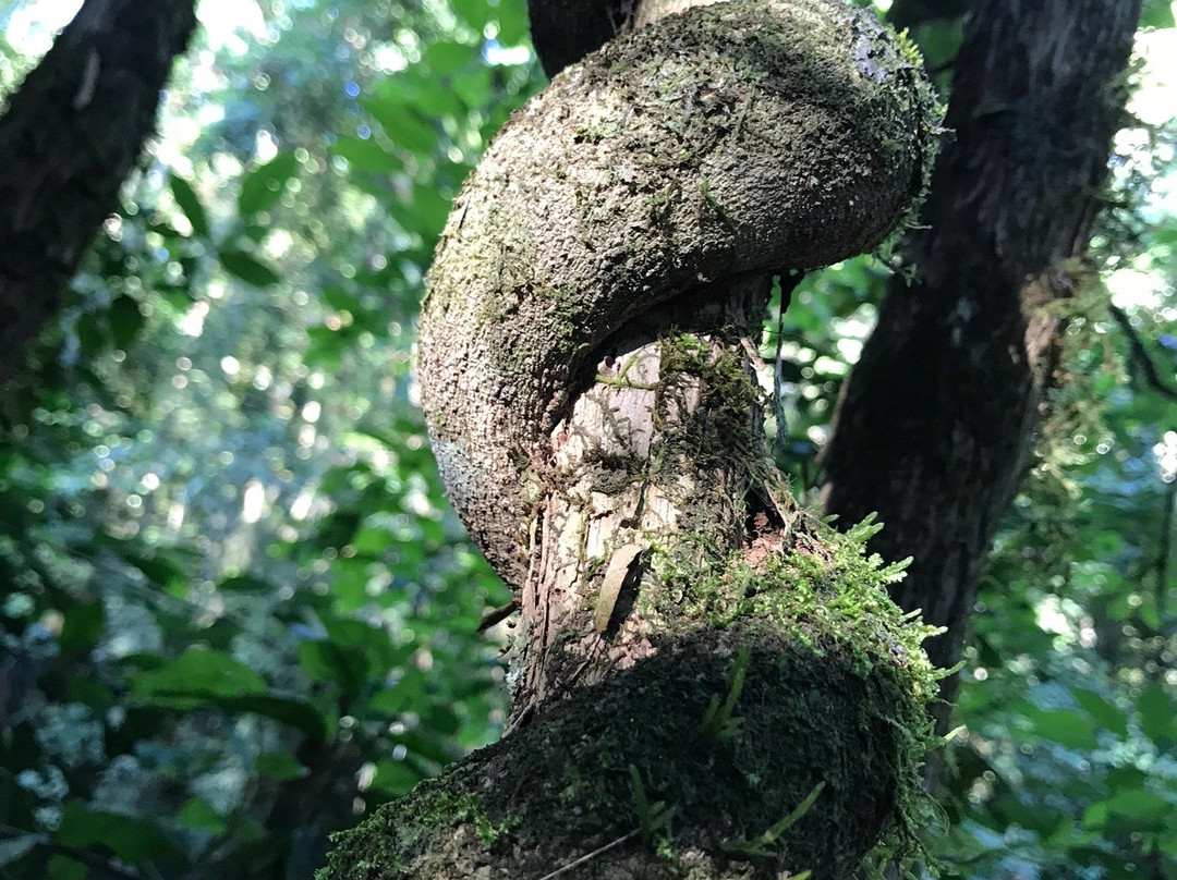 Reserva Betary-伊波兰加必去景点