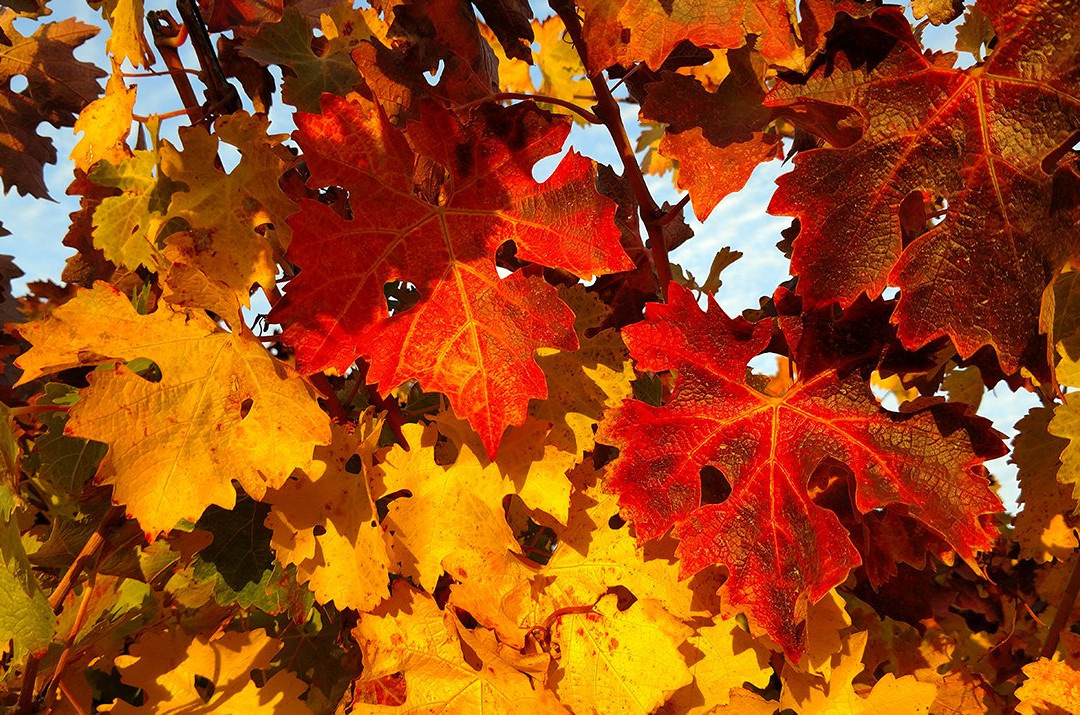 La Vie Dansante Wines-吉尔罗伊必去景点