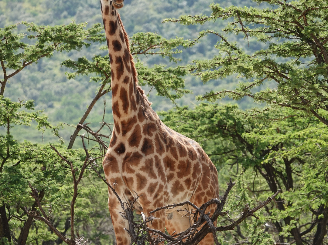 Olarro Plains - All Inclusive主图