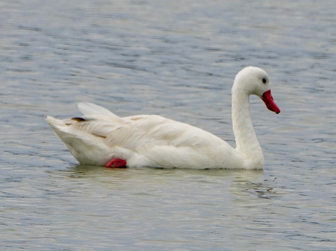 El Yali National Reserve-Santo Domingo必去景点