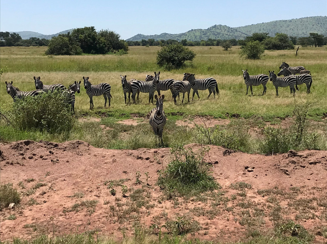 Beauty Safari Experience-姆万扎必去景点