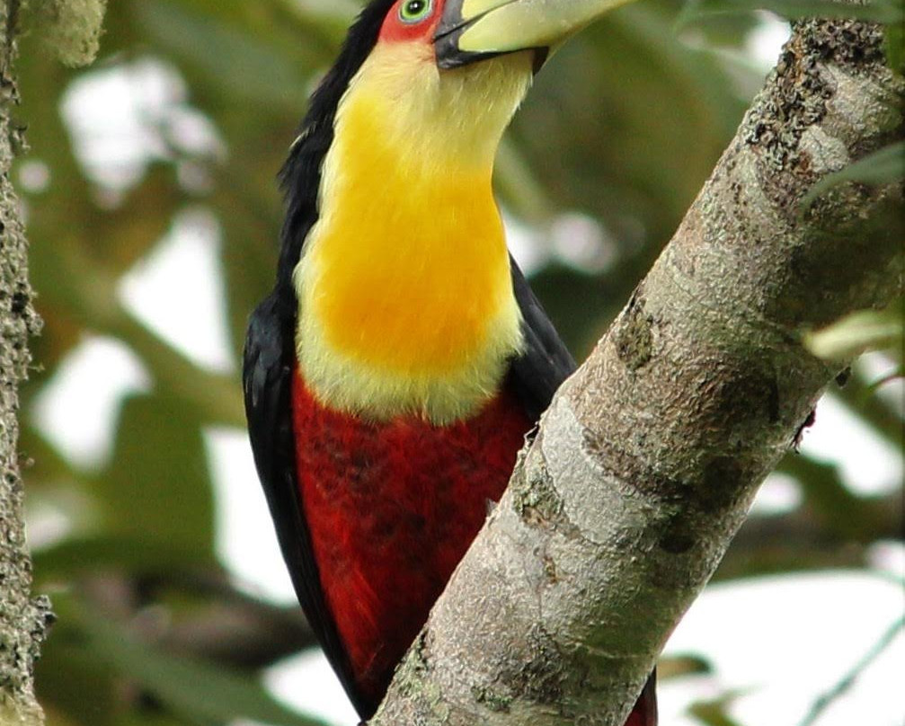 Rota das Araucarias-Sao Bento do Sapucai必去景点