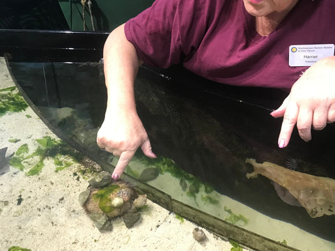St. Lucie County Aquarium - Smithsonian Marine Ecosystems Exhibit-匹尔斯堡必去景点
