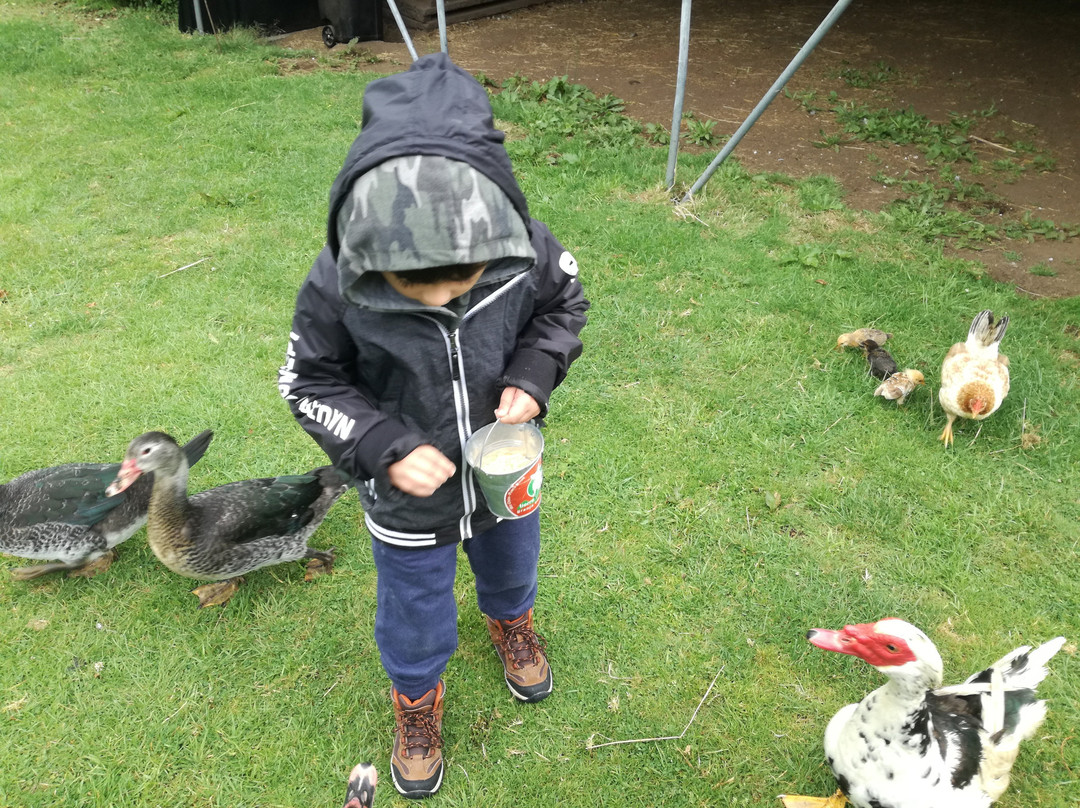 Granja Educativa Tierraviva-蒙特港必去景点