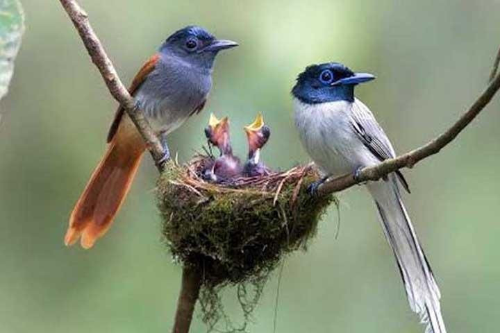MALABAR HORNBILL HOLIDAYS-Thattekad必去景点