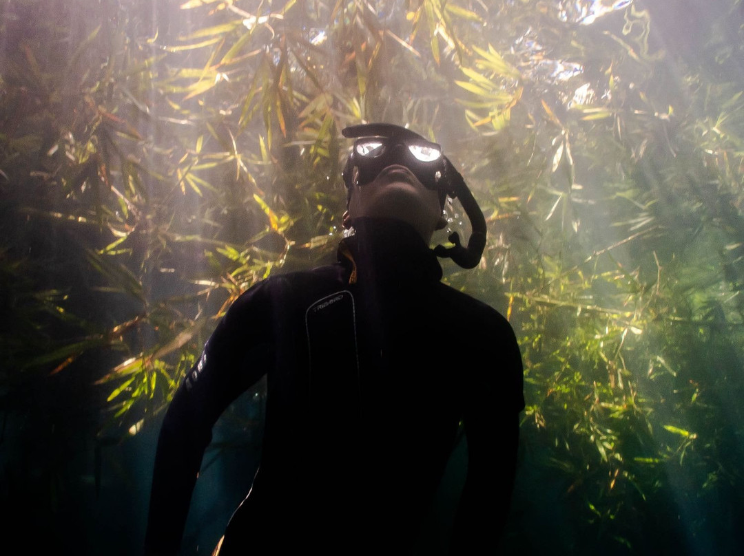 Apnosphere Freediving Mauritius-蓝湾必去景点